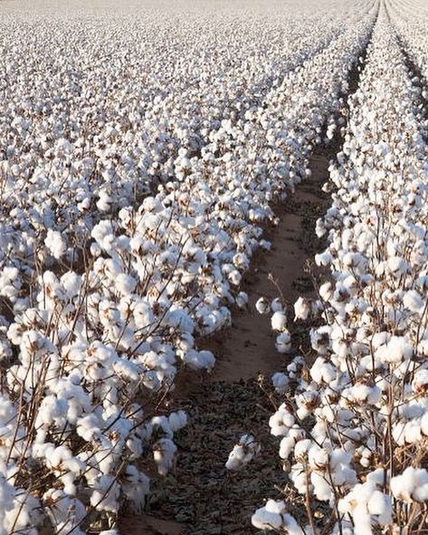 Cotton Plantations, Cotton Fields, Loving Texas, Cotton Plant, Sweet Home Alabama, Colour Blocking, Gone With The Wind, Country Life, Farm Life