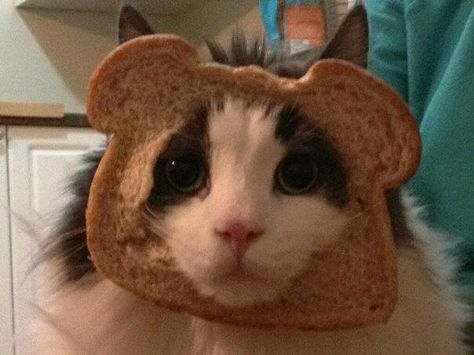 Cat Toast Cat With Baguette, Cat With Cheese On Face, Cat Toast, Cat Eating Bread, Cat Eating Cheeseburger, Cat Lady, Crazy Cat Lady, Crazy Cats, Cat Art