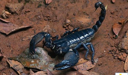 The Asian Forest Scorpion is a genus of scorpion belonging to the family Scorpionidae, which is distributed widely across tropical and subtr... Kids Facts, Scorpion Facts, Animal Facts For Kids, Pet Blog, Animal Print Wallpaper, Facts For Kids, Arthropods, Animal Species, Animal Facts