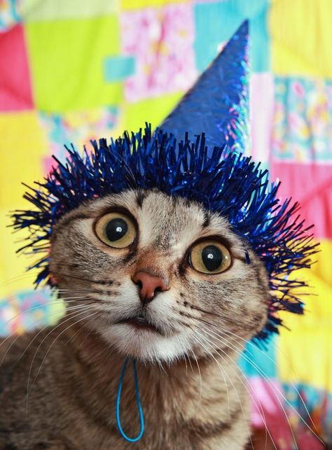 Happy Birthday Cat, Birthday Cat, Cat Vs Dog, Kitty Party, Funny Happy Birthday, Cat Facts, Cat Party, Cat Hat, Cat Birthday