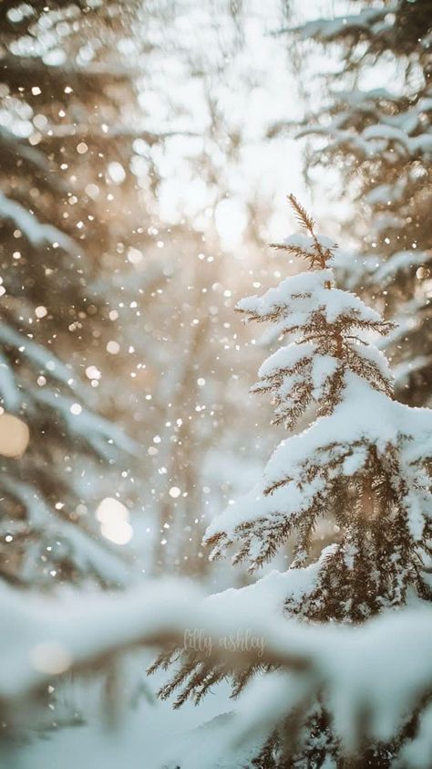 Snowy Phone Backgrounds, Magical Snow Forest, Christmas Wallpaper Simple Aesthetic, Simple Winter Wallpaper, Phone Wallpapers Christmas, Winter Background Aesthetic, Winter Forest Aesthetic, Forest Phone Wallpaper, Pretty Wallpapers Backgrounds Beauty