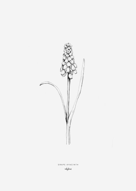 Muscari Flower Tattoo, Black And White Floral Illustration, Muscari Flower Drawing, Hyacinth Flower Drawing Simple, Hyacinth Tattoo Simple, Muscari Tattoo, Hyacinth Drawing Simple, Grape Hyacinth Drawing, Hyacinth Tattoo Black And White