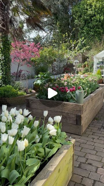 Serena Young on Instagram: "This week in the kitchen garden and the pink tulips beds are slowly catching up! 😂🙌🏻🌷 Even though I mixed all the bulbs together we seem to have a gathering of dark pink in one corner 🤔🌷 It’s the last day of our Australian friends here today before they head off tomorrow to explore parts of the uk, it’s been great having them here and showing them our little Island! It’s Friday so pour that five fruit a day early! 🍇🍷🥂" Tulips In Garden, Tulip Bed, Metal Garden Beds, Tulip Garden, Tulips Garden, Head Off, Fence Gate, Garden Boxes, Pink Tulips