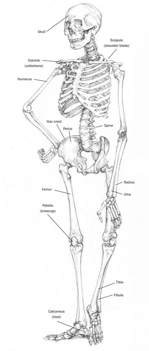 life-drawing-guide-skeleton Human Skeleton Anatomy Drawing, Skeleton Drawing, Skeletal Structure Drawing, Skeleton Diagram Anatomy, Skeleton Drawing Labeled, Human Skeleton Proportions, Human Skeleton Diagram, Human Skeleton Anatomy, Skeleton Anatomy