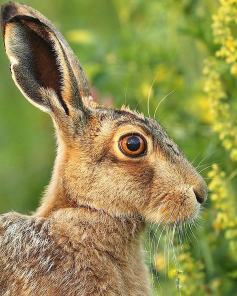 Hare Side Profile, Rabbit Side Profile, Animal Side Profile, Bunny Side View, Animals Side View, Bunny Side Profile, Deer Side View, Rabbit Side View, Hare Tattoo