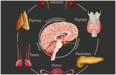 Pineal Gland - Facts, Location, Fluoride, Cyst, Calcification, Function Pineal Gland Facts, Endocrine System Nursing, Cranial Nerves Mnemonic, Children Health, Basic Anatomy And Physiology, Systems Art, Pharmacology Nursing, Pituitary Gland, Cranial Nerves