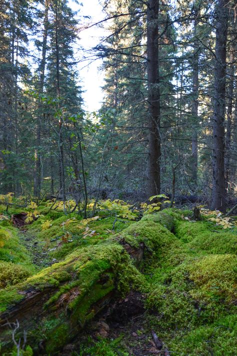 Forest Adventure, Eco Lodge, Boreal Forest, Beautiful Landscape Photography, Landscape Background, Forest Art, Walk In The Woods, Environment Concept Art, In The Forest