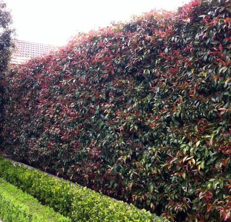 Syzygium Paniculatum Brush Cherry | Syzygium australe 'Brush Cherry' | Details of the Plant | TGA ... Lilly Pilly Hedge, Desert Plants Landscaping, Hedges Landscaping, Trimming Hedges, Laurel Hedge, Lilly Pilly, Landscape Design Ideas, Evergreen Hedge, Garden Hedges