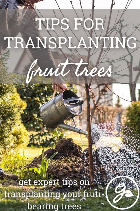 How to transplant an apple tree? What is lemon tree transplant shock? Can mature fruit trees be transplanted? Read on for answers to fruit tree transplant questions. #apple #pear #cherry #lime #lemon #fruittree #transplant #repot #peach Transplanting Fruit Trees, Columnar Apple Tree, Wild Plum Tree, Tree Transplanting, Potted Fruit Trees, Loquat Tree, Weeping Cherry Tree, Mandarin Tree, Apricot Tree