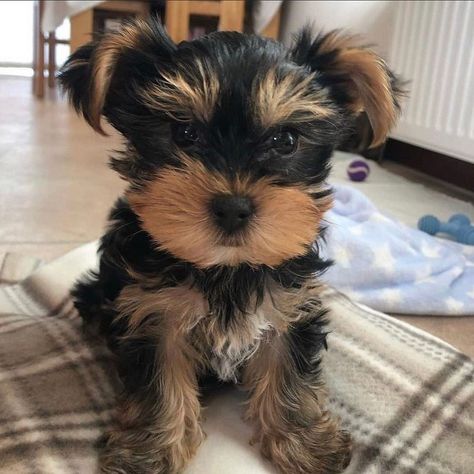 Teacup Yorkies For Sale Near Me, Yorkshire Terrier Puppies For Sale Near Me, Yorkie Puppies For Adoption Near Me, Teacup Yorkie Puppy For Sale Tea Cups, Yorkshire Terrier Breeders, Yorkie Poo Puppies, Yorkshire Terrier For Sale, Yorkie Puppies For Adoption, Baby Yorkie