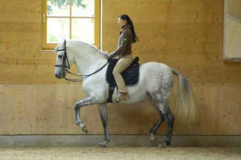 Anja Beran Classical Dressage Horse Biomechanics, Classical Dressage, Dressage Training, Horse Facts, Horse Training Tips, Horse Dressage, Insta Profile, Dressage Horses, Horse Crazy