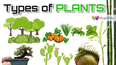 Types of plants | Science for kids |Trees,Herbs,Climbers,Creepers,Thorny plants,Water  Plants Thorny Plants, Plants Science, Plants Worksheets, Plant Classification, Climber Plants, Plant App, Teaching Reading Comprehension, Planting For Kids, Rainforest Plants