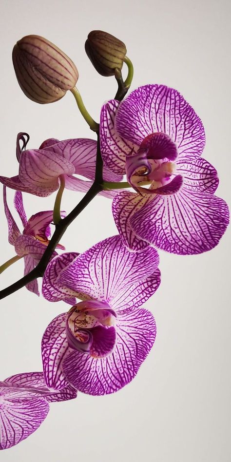 Orchid Wallpaper, Orchids Painting, Orchid Photography, Flower Orchid, Very Beautiful Flowers, Orchid Arrangements, Nothing But Flowers, Beautiful Orchids, Floral Photography