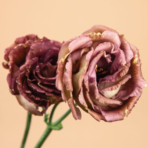 Brown Lisianthus, Blooms All Summer, Seed Kit, Fall Bulbs, Seed Shop, Spring Plants, Annual Flowers, Plant Lighting, Garden Kits