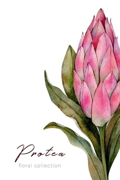 Pink Protea Flower, Protea Art Paintings, Protea Flower Drawing, Watercolour Protea, Proteas Flower, Protea Drawing, Protea Illustration, Watercolor Botanical Flowers, Florals Watercolour