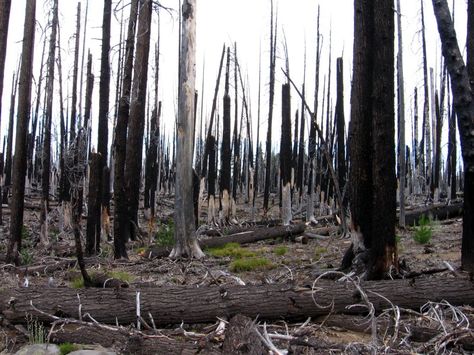 Burnt Forest Burned Down Forest, Burned Forest, Burnt Forest, Twisted Tree, Forest Fire, Environment Concept Art, Autumn Trees, The Villain, Graphic Image