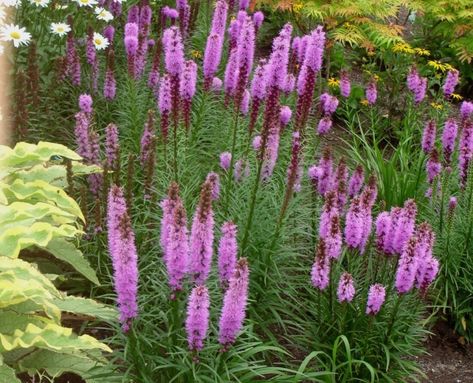 Lampepoetser (Liatris spicata)2 Liatris Spicata Kobold, Liatris Flower Perennial Gardens, Liatris Kobold, Front Walkway Garden, Perennial Combinations, Liatris Spicata, Walkway Garden, Beach House Garden, Front Walkway