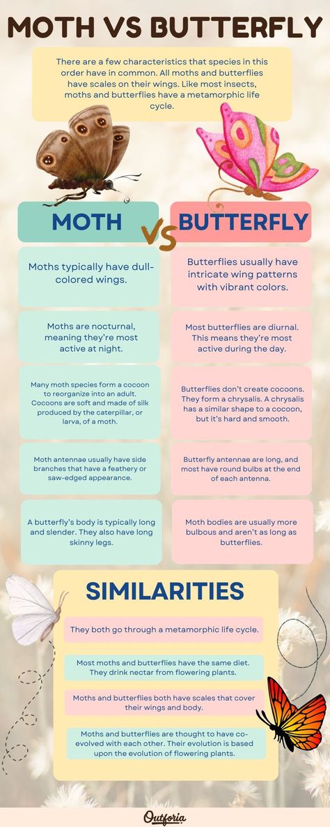 More than 150,000 moths and butterflies flutter around several parts of the world. But what’s the difference between a moth vs. butterfly? These insects have many similarities as they share the same order and possess similar features. Most species have differences in appearance, behavior, and life cycle changes. In this article, we’re going to explore some key differences between moths and butterflies. Check Outforia's article for more! 3 Winged Butterfly, Moths Vs Butterflies, Different Types Of Moths, Butterfly Types And Meanings, Rare Moths, Butterfly Infographic, Butterfly Vs Moth, Moth Types, Type Of Butterflies