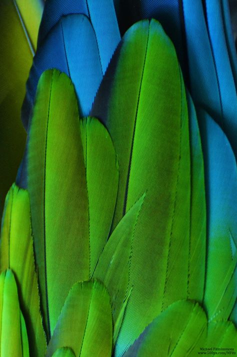 Macaw Feathers, Texture Nature, Beautiful Feathers, Dream Catcher Art, Stunning Nature, Feather Art, Color Story, Green Aesthetic, Green And Blue