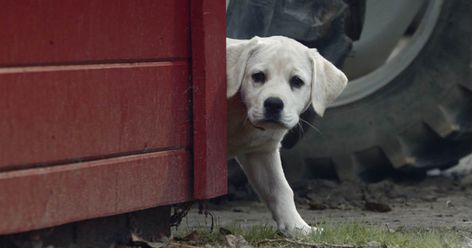 It wouldn't be the Super Bowl without the iconic Budweiser Clydesdales, and they are back with the adorable friend they made in last year's award-winning commercial. In the third installment in a trilogy of Budweiser's yearly Super Bowl ads, which TODAY debuted exclusively, the rambunctious puppy returns with a new spin on his story. This year, there's a villain in the mix. "We're focused more m Budweiser Commercial, Golden Lab, Budweiser Clydesdales, Super Bowl Commercials, Clydesdale Horses, Puppy Biting, Best Commercials, Clydesdale, Draft Horses