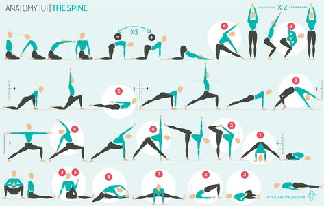 Anatomy 101 - the spine — YOGARU Spine Yoga, Sun Salutation B, Anatomy 101, Hip Anatomy, Side Crow, Psoas Release, Thoracic Vertebrae, Upward Facing Dog, Cow Pose