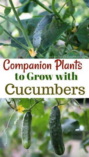 Cucumber Companion Plants, Companion Gardening, Garden Companion Planting, Growing Tomatoes In Containers, Indoor Herb, Growing Cucumbers, Companion Plants, Garden Vines, Plants To Grow