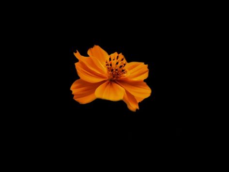 Flower Png Black Background, Flower Icon Black Background, Flowers On A Black Background, Orange Icons Black Background, Black And Orange Icons, Orange And Black Aesthetic, Black And Orange Aesthetic, Flower In Black Background, Flowers In Black Background