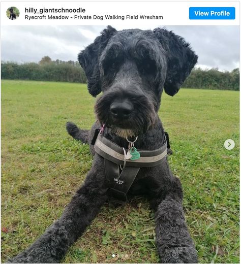 Doodle Face Grooming, Schnoodle Haircuts, Schnoodle Haircut Styles, Schnoodle Haircut, Schnoodle Grooming, Doodle Grooming Styles, Schnauzer Beard Grooming, Straight Hair Labradoodle Grooming, Labradoodle Grooming Style