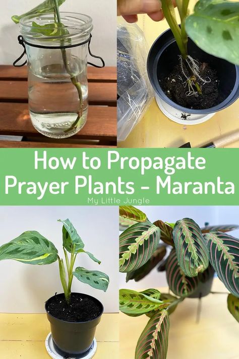 Propagate Pothos, Pothos Plants, Hanging Plants Diy, Hanging Plants Indoor, Prayer Plant, Meteor Garden 2018, Pothos Plant, Indoor Plant Care, Plant Cuttings