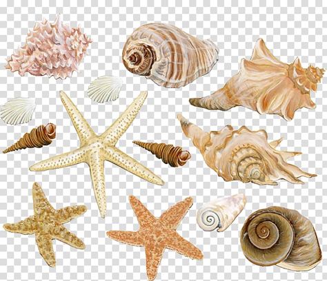 Shell Watercolor, Beach Animals, Seashell Illustration, Man Vector, Clipart Free, Shell Beach, Free Clipart, Animal Stickers, Background Png