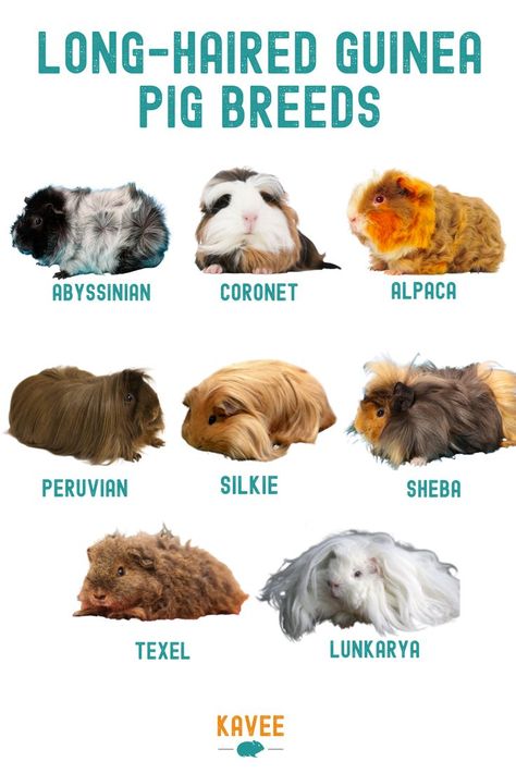 Long Haired Guinea Pigs Long Hair Guinea Pigs, Long Haired Guinea Pigs, Guinea Pig Breeds, Guinnea Pig, Guinea Pig Diet, Pig Facts, Guinea Pig Breeding, Guinea Pig Clothes, Pig Care