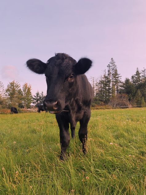 Very photogenic black cow Black Farm Animals, Black Angus Cows, Dr Pets, Black Cows, Cow Aesthetic, Homestead Animals, Goth Cottagecore, Cow Photos, Board Pictures