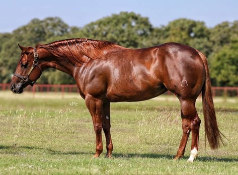 Chestnut Quarter Horse, Horror Western, Luxury Horse Barns, Horse Appaloosa, Chestnut Horses, American Indian Artwork, Palomino Horses, Luxury Horse, Ranch Horses