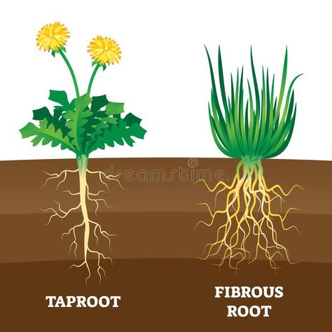 Fibrous Root, Roots Drawing, Flower Anatomy, Planting Sunflowers, Biology Notes, Organic Plant, Plant Science, Root System, Parts Of A Plant