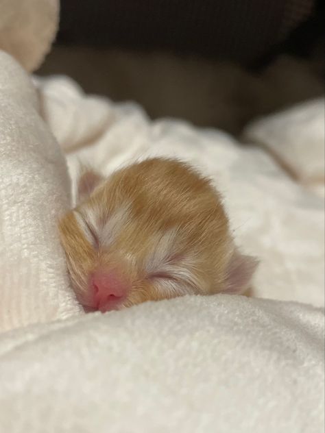 #orangecat #kittens Kitten Newborn, Orange White Cat, Orange Cat White Background, White And Orange Cats Together, Tiny Orange Kitten, Orange Kitten, Kittens Orange And White, Baby Orange, I Name