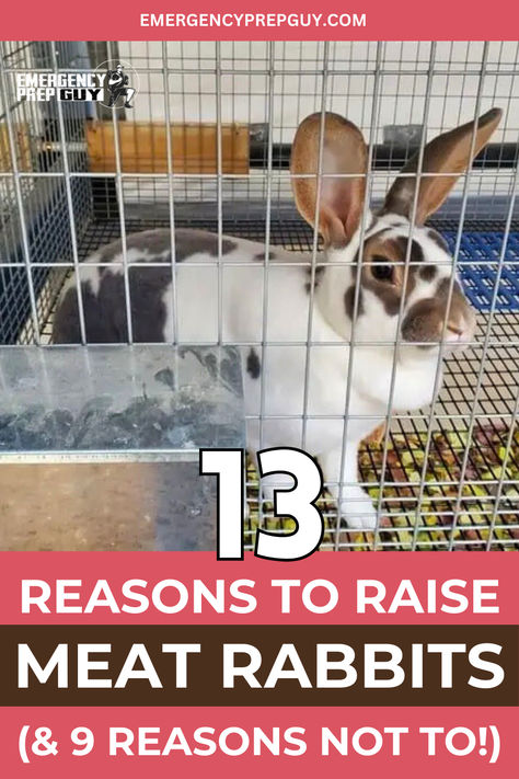 This image features a well-groomed backyard meat rabbit in a spacious wire hutch, illustrating the setup for raising rabbits for meat. Meat Rabbits Housing, Raising Meat Rabbits, Rabbits For Meat, Rabbit Breeding, Rabbit Farming, Raising Rabbits For Meat, Rabbit Pen, Rabbit Farm, Meat Rabbits