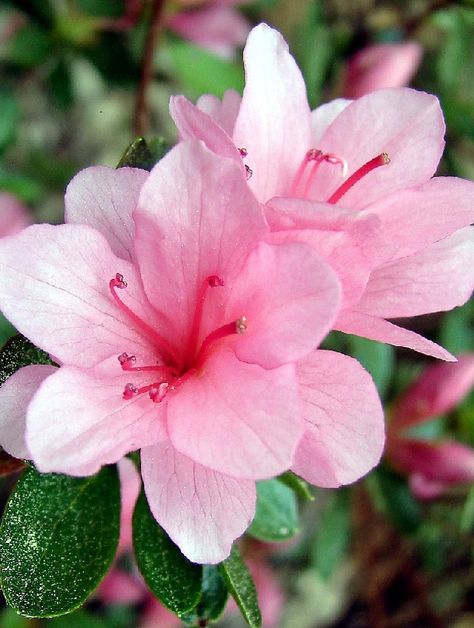 Azalea Azalea Flower, Black Eyed Susan, Grow Your Own Food, Flower Of Life, Exotic Flowers, Waltz, Flowers Photography, Beautiful Artwork, Dahlia