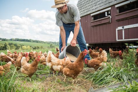 National Egg Day, Poultry Business, Pastured Poultry, Carnivorous Animals, Meat Birds, Poultry Farming, Organic Valley, Chicken Tractors, Rhode Island Red