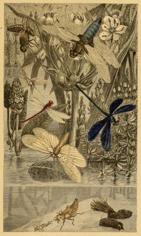 Vintage Dragonfly Illustration, Lacewings, Dragonfly Illustration, Vintage Dragonfly, Dragonfly Art, Antique Illustration, Insect Art, Scientific Illustration, Botanical Drawings