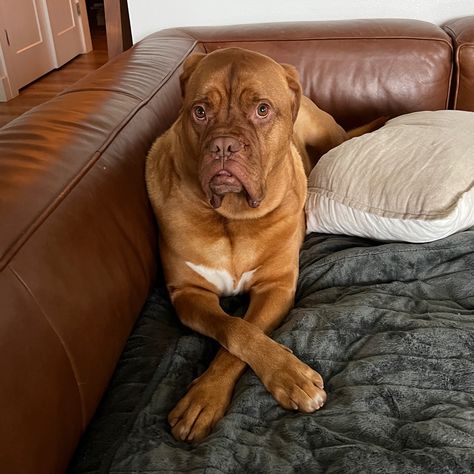 French Mastiff Dog, French Mastiff, Mastiff Dogs, Dog Lover, Cute Puppies, Cute Dogs, Dog Lovers, Cute Animals, Puppies