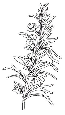 Rosemary Flowers coloring pages