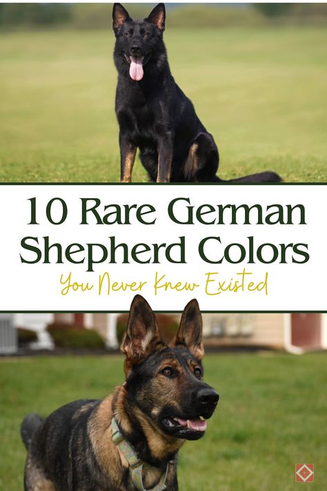 Prepare to be amazed by these rare German Shepherd colors! 🐾 From stunning sables to rare blues, these 10 coat colors are as unique as they are beautiful. Perfect for German Shepherd enthusiasts! Shiloh German Shepherd, Blue German Shepherd Puppies, Angry German Shepherd, German Dog Commands, Black Sable German Shepherd, Panda German Shepherd, Czech German Shepherd, Brown German Shepherd, Big German Shepherd