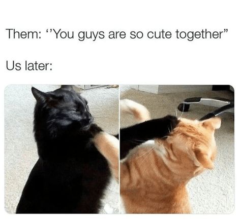 Funny Couples Memes, Cheezburger Cat, Happy Hormones, Snap Out Of It, Complicated Relationship, Food And Recipes, Cat Signs, Food Lifestyle, Funny Couples