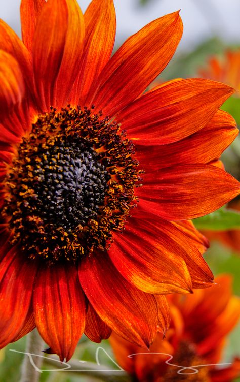 Chianti Sunflower Red Orange Sunflower Tattoo, Sunflower Orange, Orange Sunflowers, Sunflowers And Daisies, Red Sunflowers, Sun Flowers, Red Sun, Color Flower, Happy Flowers