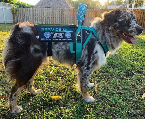 Service Dog Equipment, Cute Service Dogs, Aussie Service Dog, Service Dog Drawing, Service Dogs Vest, Service Dog Gear For School, Dog Vest Diy, Golden Retriever Service Dog, Service Dog Gear