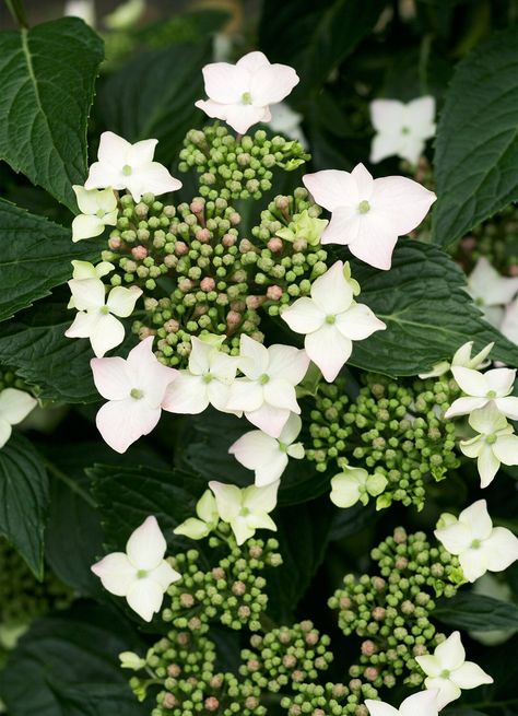 bits-of-lace-hydrangea-e2b177d7 Lace Hydrangea, Hydrangea Shade, Nikko Blue Hydrangea, Shrubs For Landscaping, Types Of Hydrangeas, Hydrangea Varieties, Bushes And Shrubs, Hydrangea Care, Hydrangea Colors