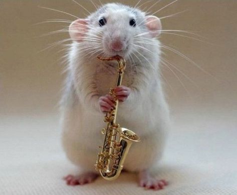 Ten Amazing Pictures of Rats Playing Musical Instruments Playing Instrument, Rat Tattoo, Animal Experiments, Funny Rats, Band Kid, Cute Rats, Pet Rats, Silly Animals, Classical Music