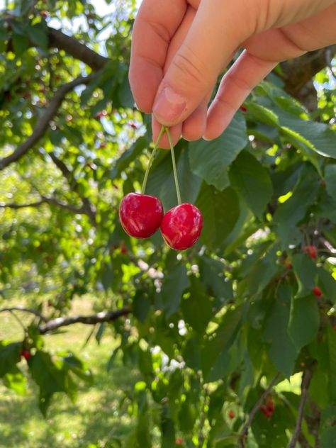 #cherry #cherries #aesthetic #summer #summervibes #summerstyle #photography #photooftheday #photo #pin #pinterest @pinterest Cherry Picking Aesthetic, Cherries Aesthetic, Cherry Girl, Cherry Picking, Photo Pin, Aesthetic Summer, Summer Vibes, Mood Board, Cherry