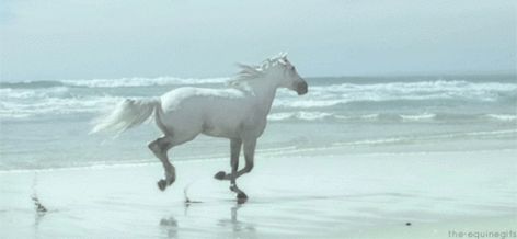 https://i.pinimg.com/originals/9d/75/dd/9d75dd5036dc446703988b4551f8273f.gif Horse Gif, Lyanna Stark, Sky Gif, Gif Images, Hogwarts Aesthetic, Horse Videos, Most Beautiful Horses, Big Animals, Angel Aesthetic