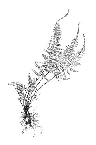 Fern Tattoo, Arm Tats, Fire Tattoo, Plant Tattoo, Botanical Tattoo, Fern Plant, Black Ink Tattoos, Nature Tattoos, Dope Tattoos